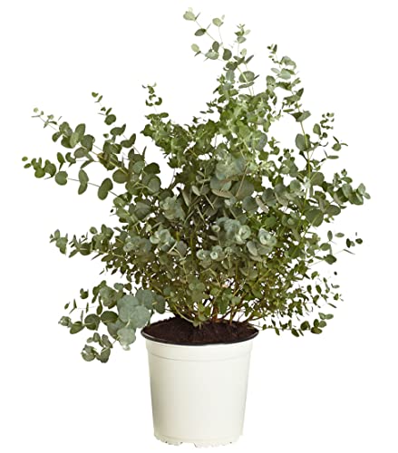 Dehner Eukalyptus Busch, immergrün, ca. 40-45 cm, Ø Topf 17 cm, Zierstrauch von Dehner