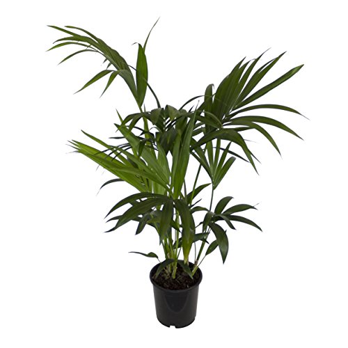 Dominik Blumen und Pflanzen, Zimmerpflanzen Kentia-Palme, Howea forsteriana, 1 Pflanze, 3 l Topf, ca.60-80 cm hoch von Dominik Blumen und Pflanzen