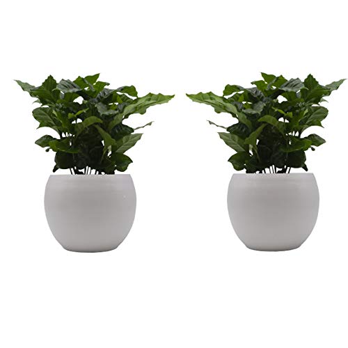 Kaffee-Pflanzen-Duo mit handgefertigtem Keramik-Blumentopf "Cresto Weiß" - 2 Pflanzen und 2 Dekotöpfe von Dominik Blumen und Pflanzen