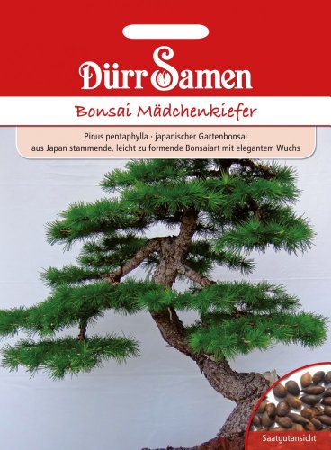 Bonsai Mädchenkiefer von Dürr-Samen