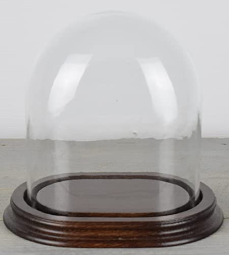 EMH Ovale Glaskuppel mit Holzsockel Vintage Look Größe 16 x 13,8 x 9 cm von EMH