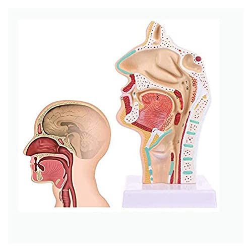 ESBANT Menschliches anatomisches Nasenhöhlen-Hals-Anatomie-medizinisches Modell for das Lehrmittel der Arztpraxis Home von ESBANT