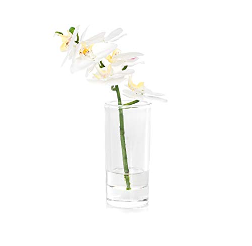 EUROCINSA Ref.86032C01 Orchideenschrank PHALAENOPSIS, 4 Stück, Kunststoff, Glas, 13 x 27 cm, Weiß von EUROCINSA
