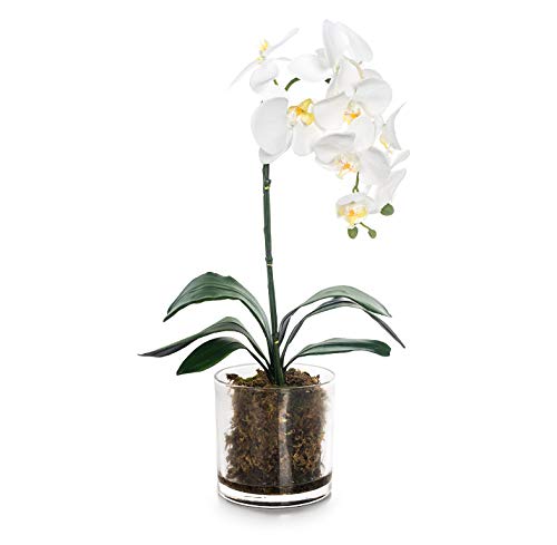 EUROCINSA Ref.86044C01 Orchideenschrank PHALAENOPSIS, 1 Stück, Kunststoff, Glas, 31 x 56 cm, Weiß von EUROCINSA