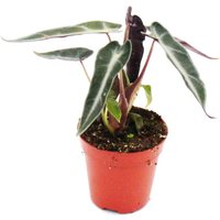Exotenherz - Mini-Pflanze - Alocasia - Pfeilblatt - Ideal für kleine Schalen und Gläser - Baby-Plant im 5,5cm Topf von EXOTENHERZ