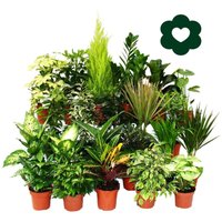 Exotenherz - Zimmerpflanzen-Set - Dieffenbachia - Dypsis lutescens - Zamioculcas - 3 Pflanzen - pflegeleicht - luftreinigend - 12cm Topf von EXOTENHERZ