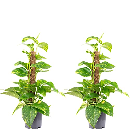 2er-Set Efeutute am Moosstab - echte Zimmerpflanze, Epipremnum aureum - Höhe ca. 50 cm, Topf-Ø 15 cm von Flowerbox