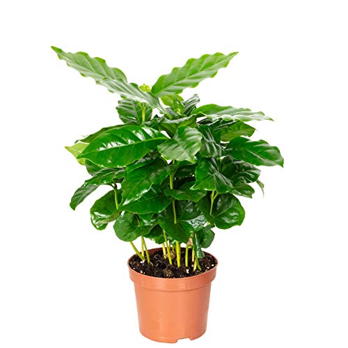 Kaffeepflanze - pflegeleichte Zimmerpflanze, Coffea Arabica - Höhe ca. 15-20 cm, Topf-Ø 9 cm von Flowerbox