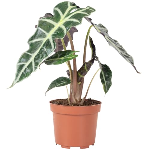 Pfeilblatt - echte Zimmerpflanze, Alocasia 'Polly' - Höhe ca. 25 cm, Topf-Ø 12 cm von Flowerbox