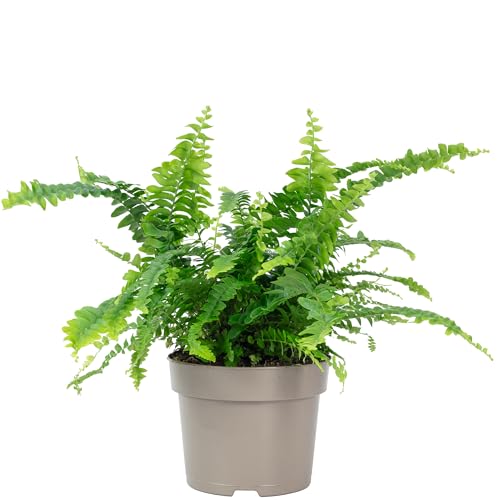 Schwertfarn 'Green Lady' - pflegeleichte Zimmerpflanze, Nephrolepis - Höhe ca. 35 cm, Topf-Ø 12 cm von Flowerbox