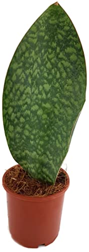 Fangblatt - Sansevieria masoniana Mason's Congo - dekorativer Bogenhanf - breites Blatt Sukkulente - pflegeleichte Zimmerpflanze (Ø 14 cm, ↑ 40 cm) von Fangblatt