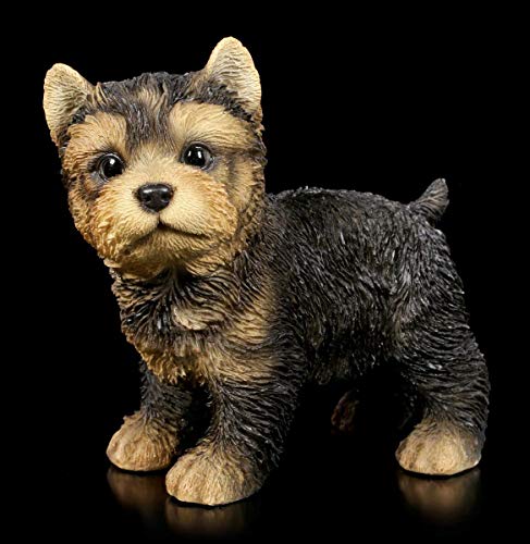 Hunde Figur - Yorkshire Terrier Welpe stehend | Deko-Figur, Deko-Artikel, Hunde-Baby, H 12,5 cm von Figuren Shop GmbH