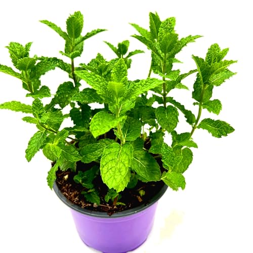 2er-Set Marokkanische Tee-Minze (Mentha-spicata) 2Pflanzen von Florapartner