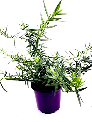 Französischer Estragon Artemisia dracunculus Kräuter Pflanze 4stk von Florapartner