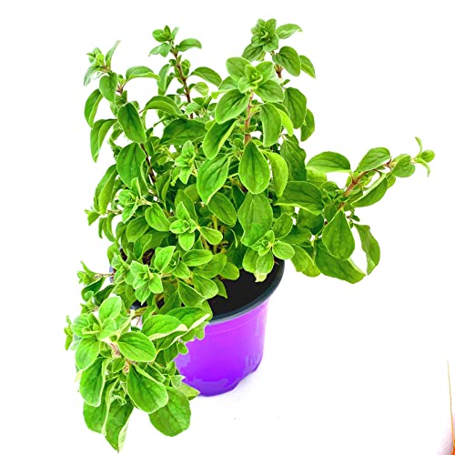 Majoran Origanum majorana Kräuter Pflanze 2stk. von Florapartner