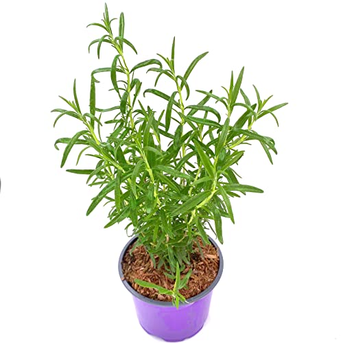 Rosmarin Pflanze Gourmet-Rosmarin `Abraxas` Rosmarius officinalis 2er Set von Florapartner