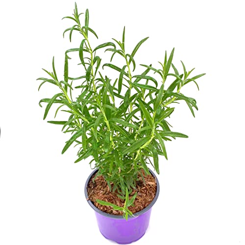 Rosmarin Pflanze Gourmet-Rosmarin `Abraxas` Rosmarius officinalis ` 3stk. von Florapartner