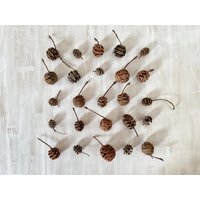 Getrocknete Mammutbaum-Kiefernzapfen - Echte Mini-Kegelzapfen 25 Stück Zum Basteln, Resin, Weihnachten, Feiertagsdekor, Hochzeitsdeko von FloreOrganicBotanics