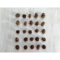 Getrocknete Mini Kiefernzapfen - 25 Echte Hemlock Zapfen Zum Basteln, Resin, Weihnachten, Feiertagsdekor, Hochzeitsdeko | D/Heml 1 von FloreOrganicBotanics
