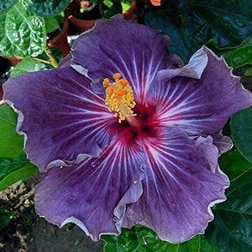 10 Stück Selten Lila Hibiskus Samen Riesiger Blumengarten Exotische Winterharte Staude Pflegeleicht Schnelles Wachstum Einfach Pflanzen im Garten Geeignet für Anfänger von Flower field Story