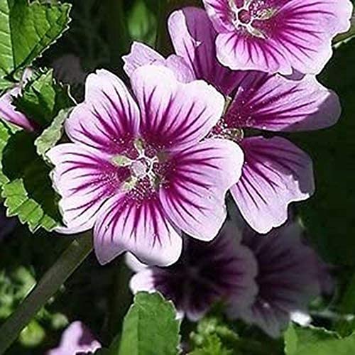 100 Stück Lila Stockrose Samen Seltene Mehrjährige Erbstück Blumen Samen-Pflanzensamen Sofort von Flower field Story