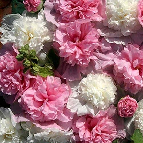 100Stücke Multi-Petal Hollyhock Seeds Rosa Und Weiße Gemischte Blumensträuße Werden Verwendet Um Den Raum Mit Schnitt Blumen Zu Dekorieren. Einfache Kultivierung Voller Duft von Flower field Story