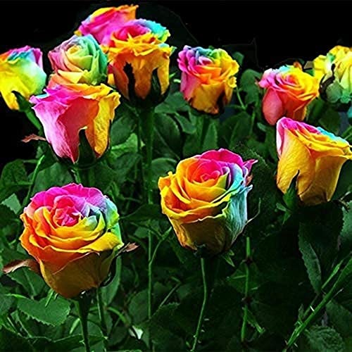 100Stücke Seltene Rosenbüsche Regenbogen Rose Blumensamen Mehrjährige Pflanzensamen Bonsai Pflanzen DIY Garten & Heimpflanzung von Flower field Story