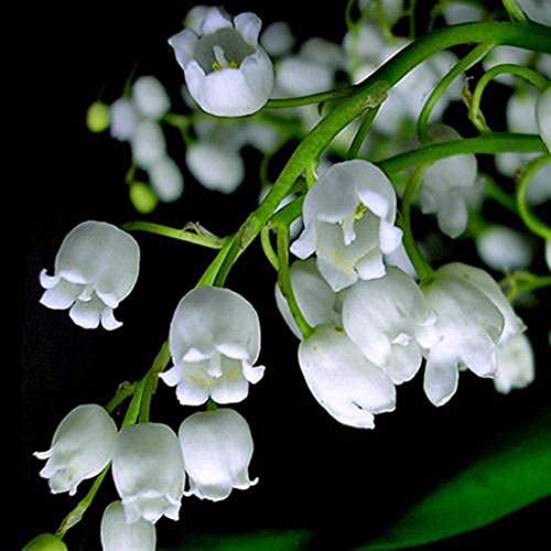 12 Stück Weiße Maiglöckchen Zwiebeln Convallaria Majalis Bell Orchidee Blumenzwiebeln Staudengarten von Flower field Story