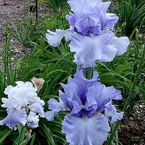 2 Stück Iris Zwiebeln Blau Langlebige Blüten Blume Bart Iris Zwiebeln Iris Zwiebeln zum Pflanzen von mehrjährigen Garten Rasen von Flower field Story