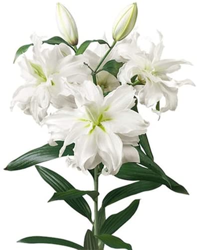 2 Stück Weiß Lilium Zwiebeln Staude Reine Frische Aroma Lilie Blume Einfach Zu Pflanzen Für Gartenterrasse Innenhof Exquisite Schnittblume Blumensträuße Höchst Ornamental von Flower field Story