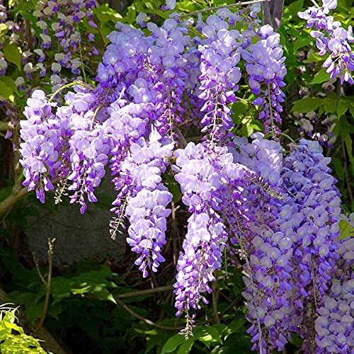 20 Stück Glyzinien Samen Immergrüne Winterharte Kletternde Weinbaum Samen Hausgarten Lila Blumen Dekoration Hohe Keimrate Einfach Zu Pflanzen von Flower field Story