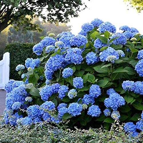 20 Stück Hortensien Samen Blaue Hortensien Strauch Riesen Schneeball Garten Pflanze Blumensamen Schöne Landschaft Im Garten von Flower field Story