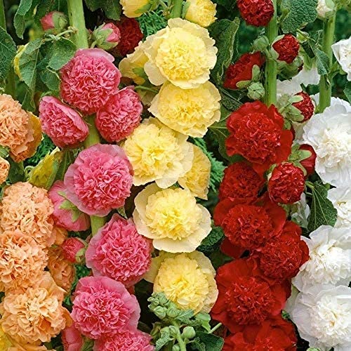 200 Stück Sommer Gemischte Stockrose Samen Bunte Dekorative Schnitt Blumen Exquisite Geschenke Innen- Und Außen Blumen Hardy Seeds von Flower field Story