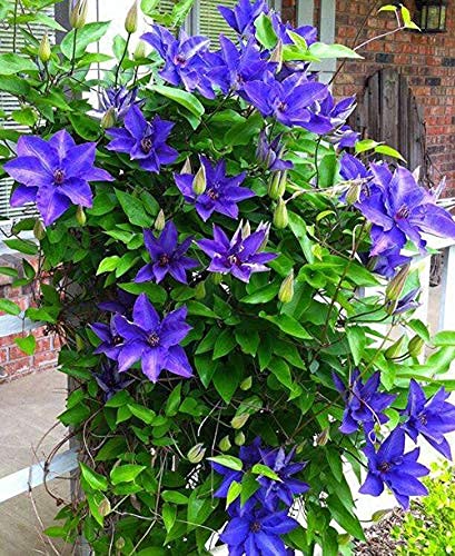 3 Stücke Klettern Clematis Zwiebeln Clematis Baum Zwiebeln Garten Staude Pflanzen Seltene Blumenzwiebeln für Blume für Hausgarten von Flower field Story