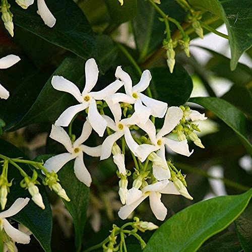 30 Stück Jasmin Samen Einzelne Weiße Kleine Blume Die Das Ganze Jahr über Blüht Winterhart Garten Pflanzen Die Erste Wahl Für Garten Blumenkerne von Flower field Story