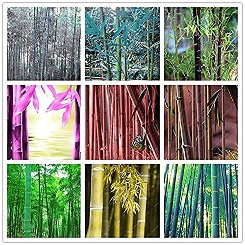 50 Stück Rainbow Large Moso Bambus samen Lila Baum Hausgarten Mix Farben von Flower field Story
