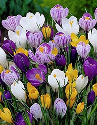 5Stücke Gemischter Safrankrokus Glühbirnen Schöne winterharte mehrjährige Krokusblume Zwiebeln fallen blühend frische Zwiebeln für Garten pflanzung von Flower field Story