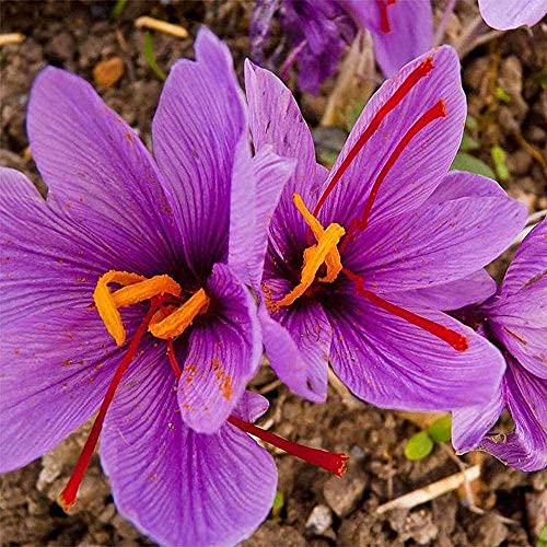 5Stücke Safrankrokus Birne Seltenes Gewürz für die Herbstblüte Mehrjährige Duftblüte Zwiebeln für Garten pflanzung von Flower field Story