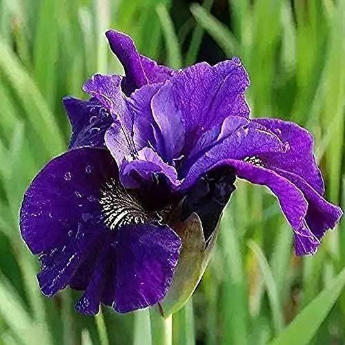 6 Stück Lila Iris Zwiebeln Staude Iris Blume Langlebige Blüte Eine großartige Ergänzung für jeden Garten von Flower field Story