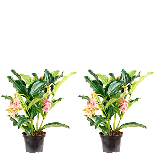 2er-Set Medinilla 2 Etagen, 3-5 Blüten - echte Zimmerpflanze, Medinilla magnifica - Höhe ca. 50 cm, Topf-Ø 17 cm von Flowerbox