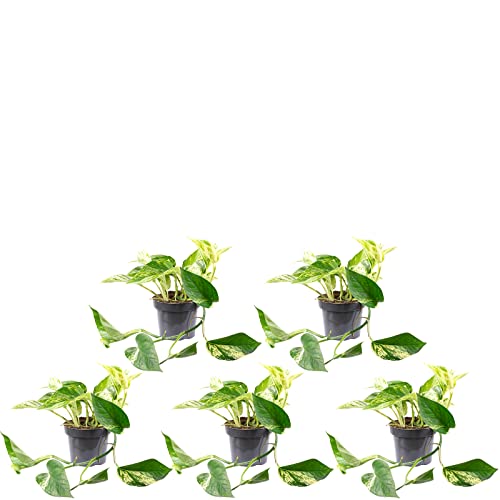 5er-Set Efeutute - echte Zimmerpflanze, Epipremnum aureum - Höhe ca. 15 cm, Topf-Ø 12 cm von Flowerbox
