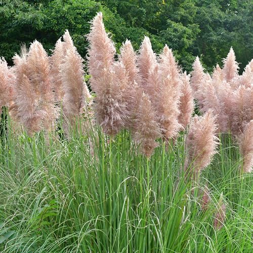 Pampasgras (rosa, 3er-Set) - Cortaderia selloana 'Rosea'- Höhe ca. 25 cm, Topf-Ø 17 cm von Flowerbox