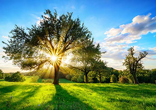 Forwall Fototapete Vlies Tapete Wanddeko Wald Natur - Baum Wiese Sonnenstrahlen Grün Moderne Wanddekoration Wandtapete 13015VEM 104cm x 70,5cm Schlafzimmer Wohnzimmer von Fototapete Consalnet