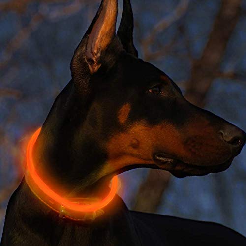 Fttouuy LED Leuchthalsband Hunde Halsband USB wiederaufladbar - Längenverstellbarer Haustier Sicherheit Kragen für Hunde und Katzen - 3 Modus (Orange) von Fttouuy