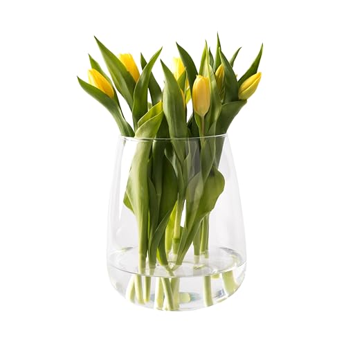 Giessle® [ Große ] Glasvase, Vase für z.B. Trockenblumen & Tulpen, Tischvase, Tulpenvase, Pampasgras, Rosen, Blumenvase rund bauchig von GIESSLE