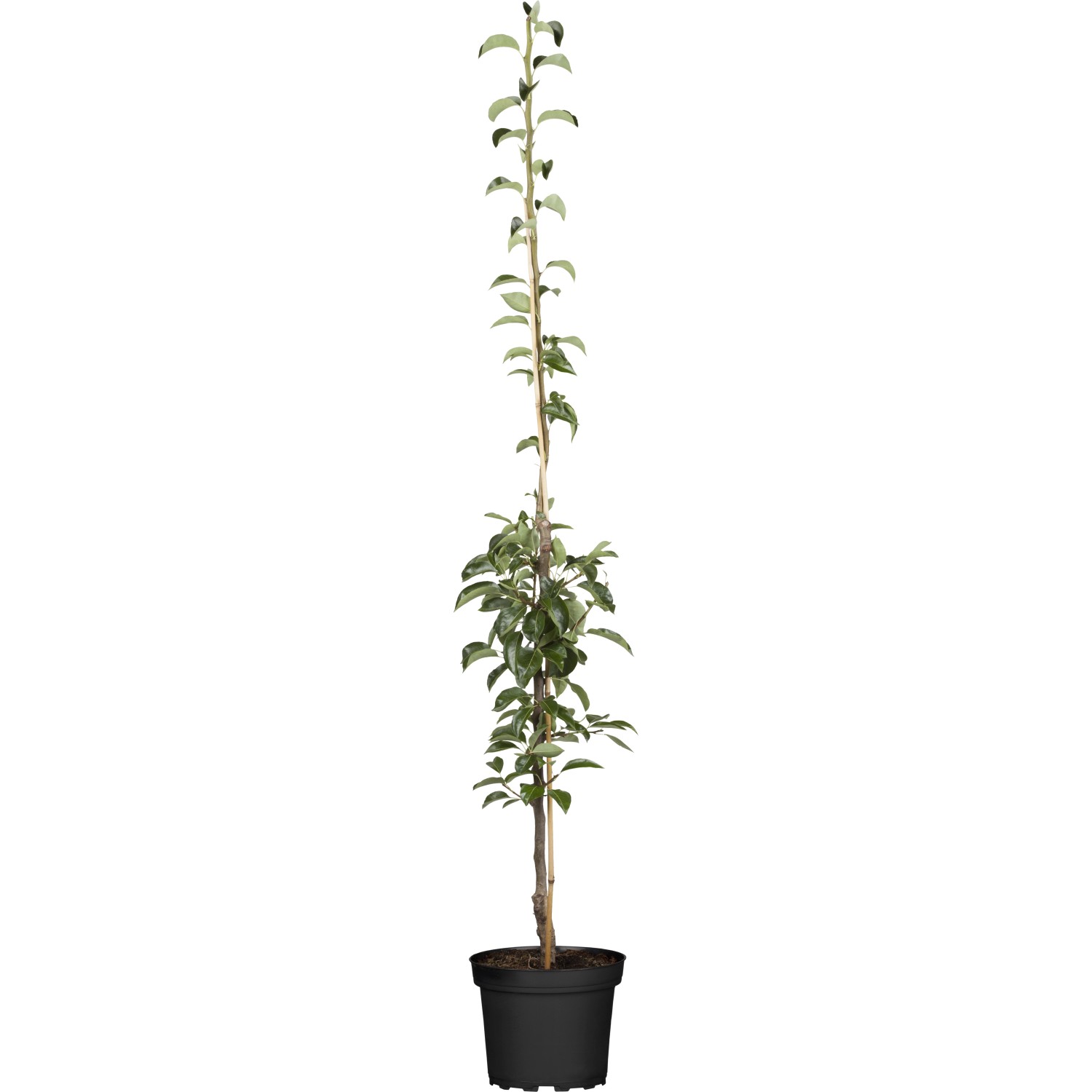 GROW by OBI Bio Säulenbirne Gelb/Rot ca. 40-60 cm Topf ca. 7,5 l Pyrus communis von GROW by OBI