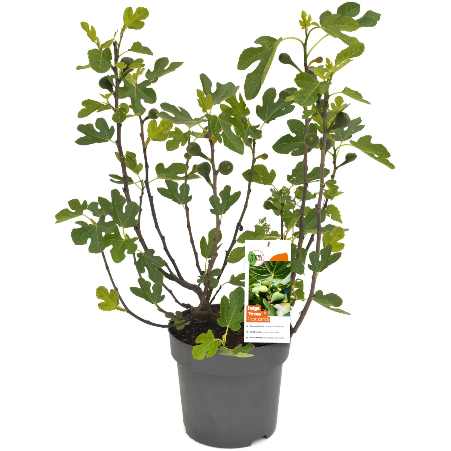 GROW by OBI Feigen Busch Firoma Höhe ca. 42 cm Topf 6 l Ficus carica von GROW by OBI