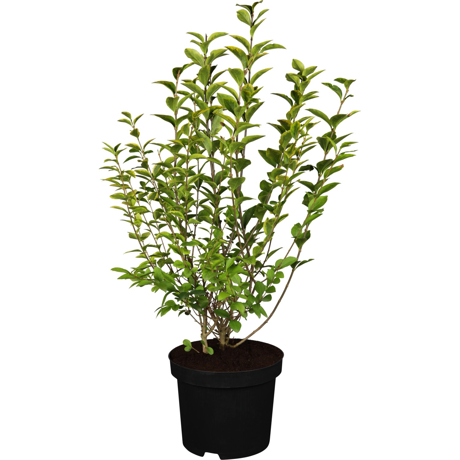 GROW by OBI Ovalblättriger Liguster Ligustrum ovalifolium von GROW by OBI