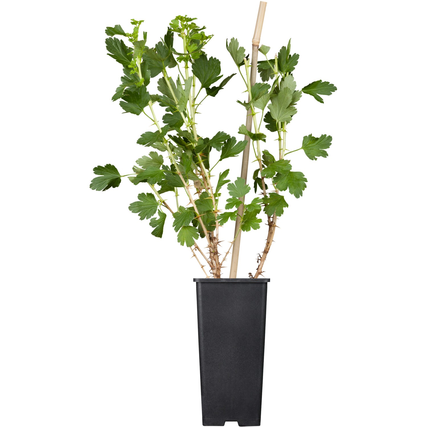 GROW by OBI Stachelbeere Hinnonmäki Grün Höhe ca. 20-30cm Topf ca. 2 l Ribes von GROW by OBI