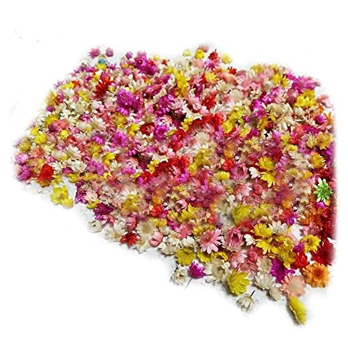 GXFCAI 2 g getrocknete Blumenköpfe, bunte Gänseblümchen, kleine Sterne, Glasabdeckung, Nagelkunst, Handarbeit, 200 Stück ca. Epoxid-Füllung von GXFCAI